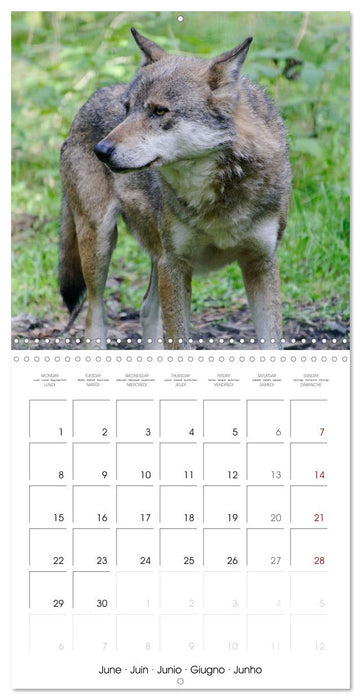 Wolves - fascinating wild animals (CALVENDO Monthly Calendar 2026)
