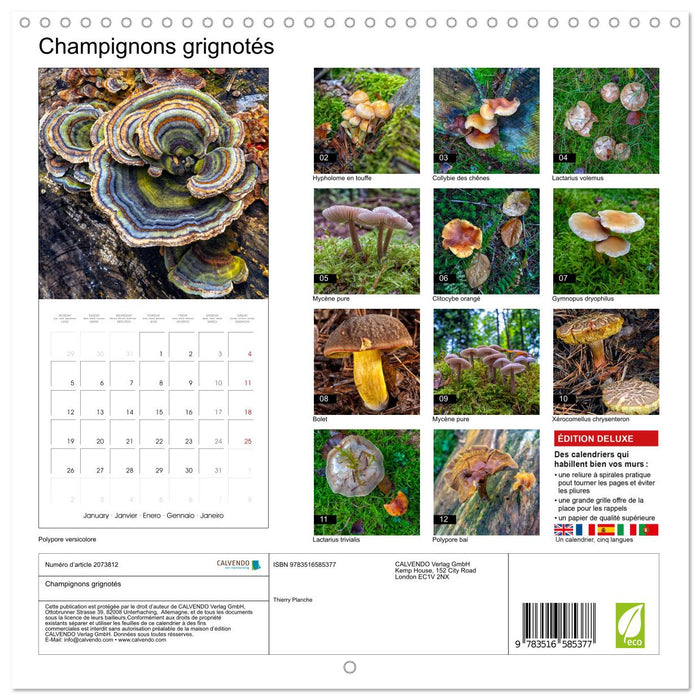 Champignons grignotés (CALVENDO Calendrier mensuel 2026)