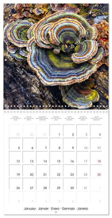 Champignons grignotés (CALVENDO Calendrier mensuel 2026)