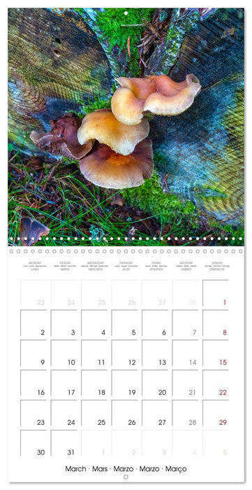 Champignons grignotés (CALVENDO Calendrier mensuel 2026)
