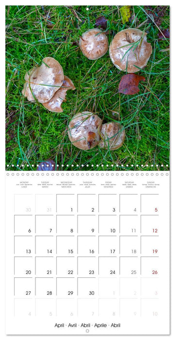 Champignons grignotés (CALVENDO Calendrier mensuel 2026)