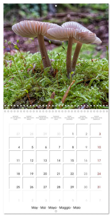 Champignons grignotés (CALVENDO Calendrier mensuel 2026)