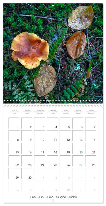 Champignons grignotés (CALVENDO Calendrier mensuel 2026)