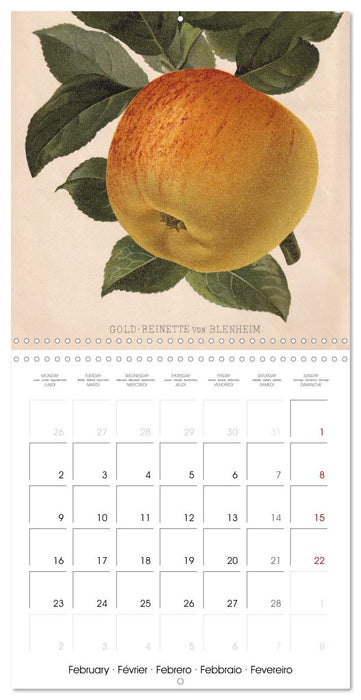 Art & Pomology - Apples 2026 (CALVENDO Monthly Calendar 2026)
