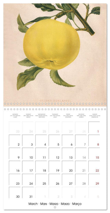 Art & Pomology - Apples 2026 (CALVENDO Monthly Calendar 2026)