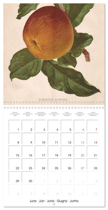 Art & Pomology - Apples 2026 (CALVENDO Monthly Calendar 2026)