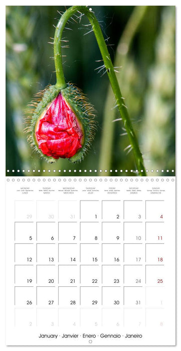 Harmonie Florale Des Prés aux Villes (CALVENDO Calendrier mensuel 2026)