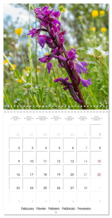 Harmonie Florale Des Prés aux Villes (CALVENDO Calendrier mensuel 2026)