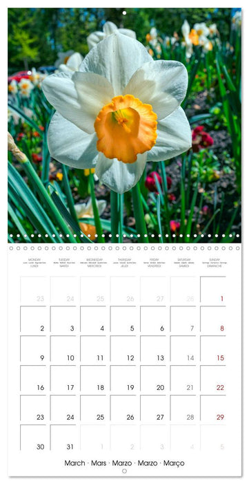 Harmonie Florale Des Prés aux Villes (CALVENDO Calendrier mensuel 2026)