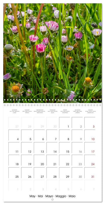 Harmonie Florale Des Prés aux Villes (CALVENDO Calendrier mensuel 2026)