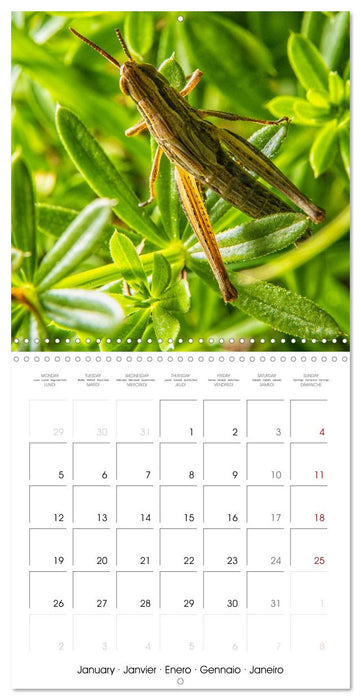 MACRO PHOTOGRAPHIE Beauté Cachée de la Nature (CALVENDO Calendrier mensuel 2026)