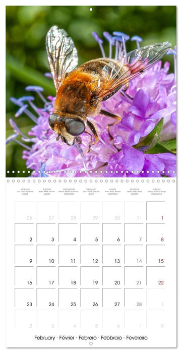MACRO PHOTOGRAPHIE Beauté Cachée de la Nature (CALVENDO Calendrier mensuel 2026)