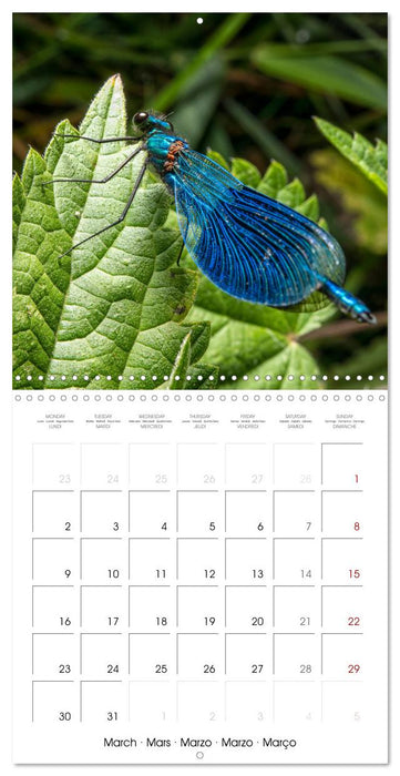 MACRO PHOTOGRAPHIE Beauté Cachée de la Nature (CALVENDO Calendrier mensuel 2026)