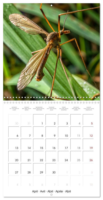 MACRO PHOTOGRAPHIE Beauté Cachée de la Nature (CALVENDO Calendrier mensuel 2026)