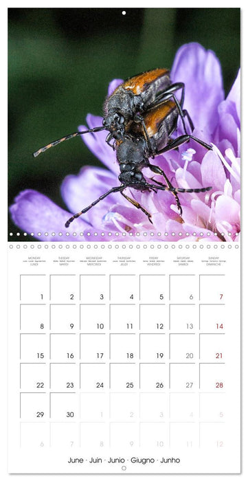 MACRO PHOTOGRAPHIE Beauté Cachée de la Nature (CALVENDO Calendrier mensuel 2026)