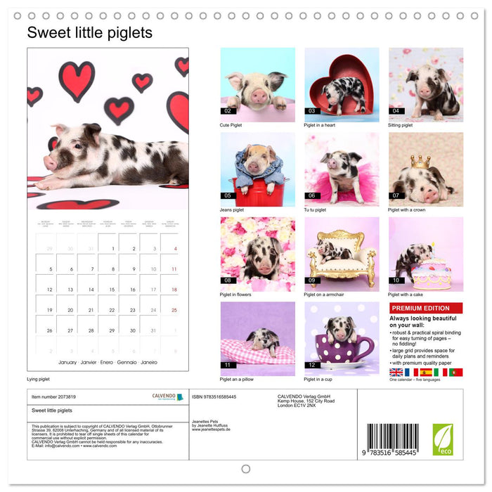 Sweet little piglets (CALVENDO Monthly Calendar 2026)
