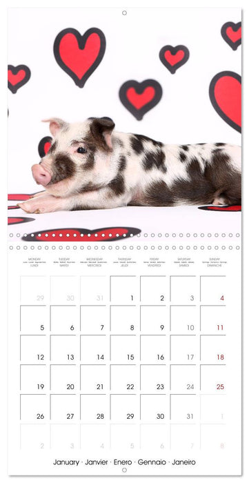 Sweet little piglets (CALVENDO Monthly Calendar 2026)