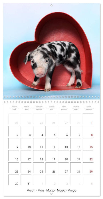 Sweet little piglets (CALVENDO Monthly Calendar 2026)