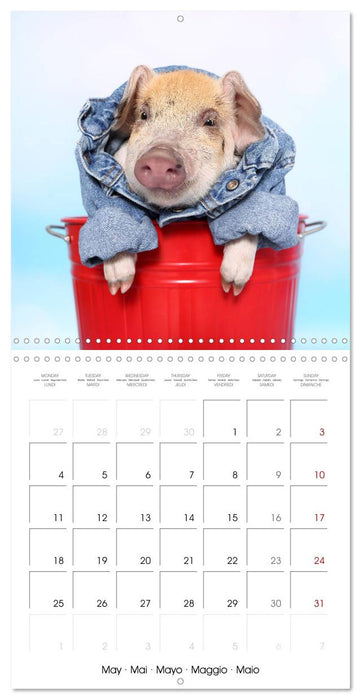Sweet little piglets (CALVENDO Monthly Calendar 2026)