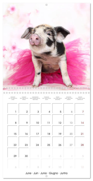 Sweet little piglets (CALVENDO Monthly Calendar 2026)