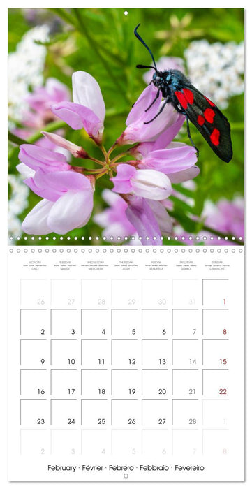 Natural beauty. Close-up insects (CALVENDO Monthly Calendar 2026)
