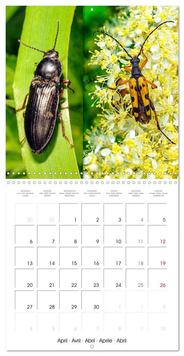 Natural beauty. Close-up insects (CALVENDO Monthly Calendar 2026)