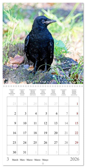 Crow Babies - Black, cute & always hungry (CALVENDO Monthly Calendar 2026)