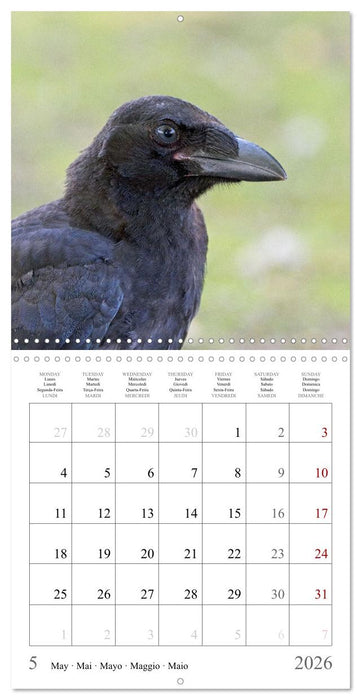 Crow Babies - Black, cute & always hungry (CALVENDO Monthly Calendar 2026)