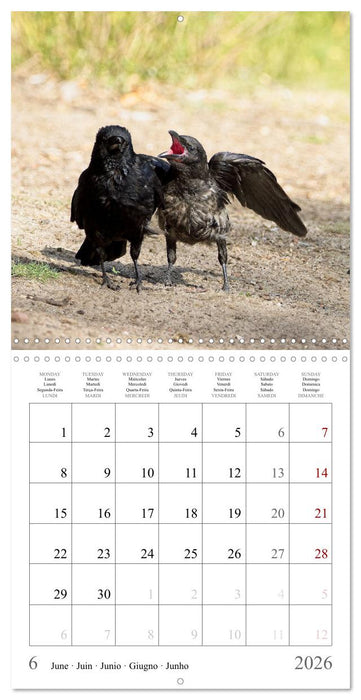 Crow Babies - Black, cute & always hungry (CALVENDO Monthly Calendar 2026)