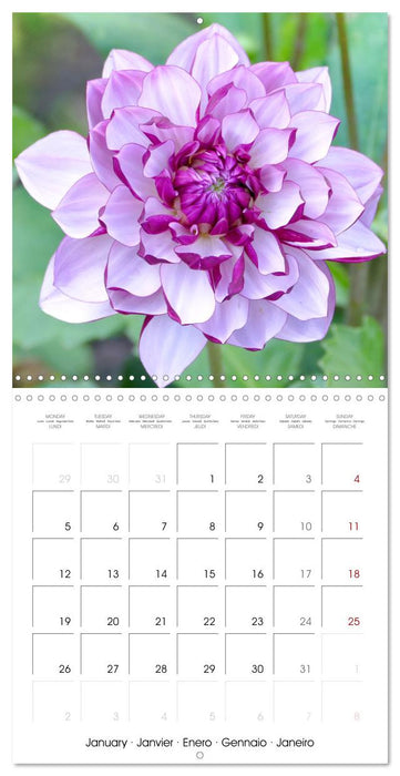 Beloved dahlias (CALVENDO Monthly Calendar 2026)