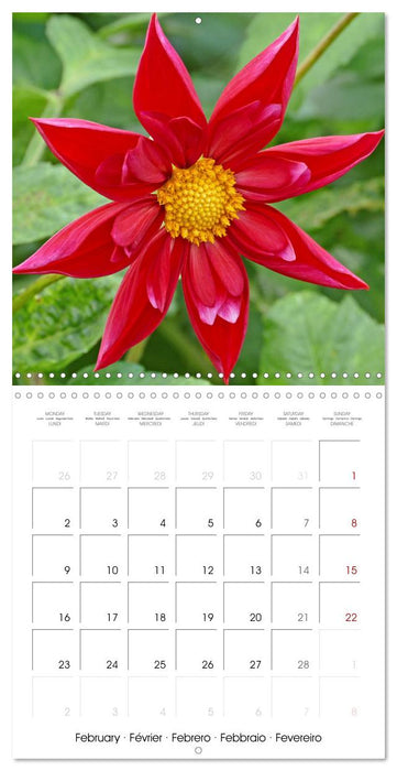 Beloved dahlias (CALVENDO Monthly Calendar 2026)