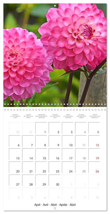 Beloved dahlias (CALVENDO Monthly Calendar 2026)