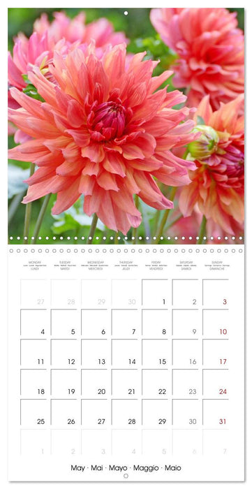 Beloved dahlias (CALVENDO Monthly Calendar 2026)