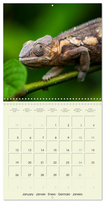 Les merveilles du monde les reptiles (CALVENDO Calendrier mensuel 2026)