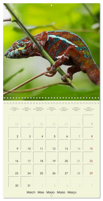 Les merveilles du monde les reptiles (CALVENDO Calendrier mensuel 2026)