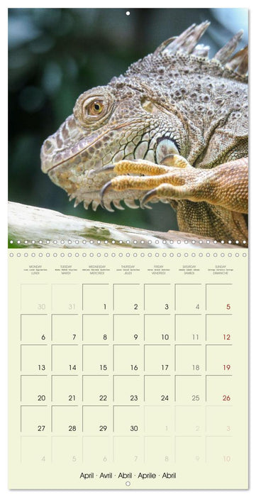 Les merveilles du monde les reptiles (CALVENDO Calendrier mensuel 2026)