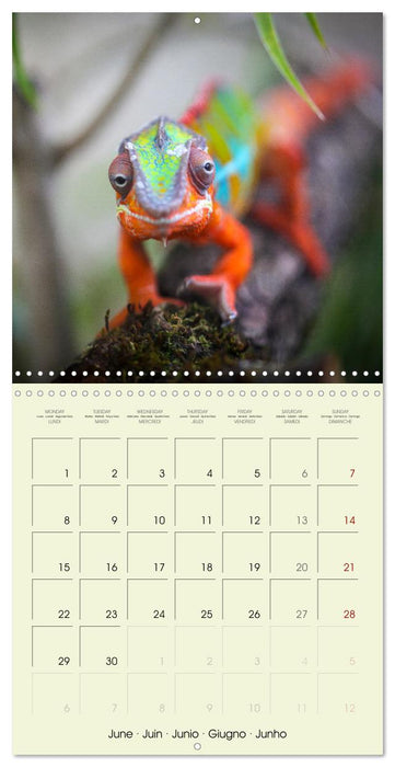 Les merveilles du monde les reptiles (CALVENDO Calendrier mensuel 2026)