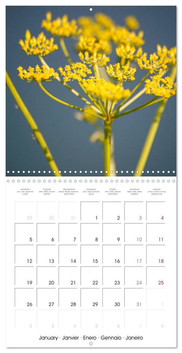 Herbal Haven. Enchanting Healing Plants (CALVENDO Monthly Calendar 2026)