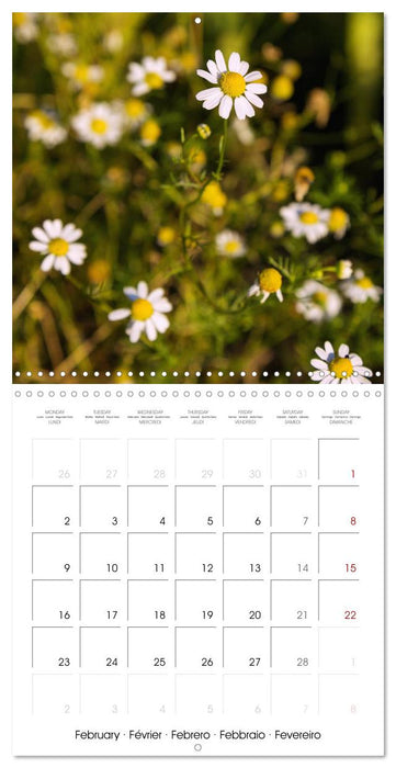 Herbal Haven. Enchanting Healing Plants (CALVENDO Monthly Calendar 2026)