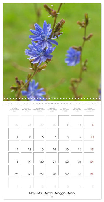 Herbal Haven. Enchanting Healing Plants (CALVENDO Monthly Calendar 2026)