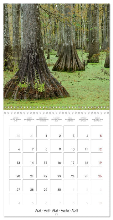 Mississippi Delta, Magic Swamps (CALVENDO Monthly Calendar 2026)