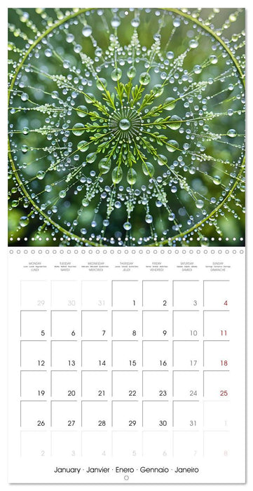 Mandalas of Mother Earth (CALVENDO Monthly Calendar 2026)