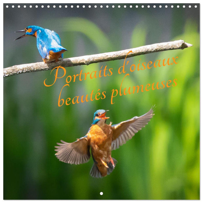 Portraits d'oiseaux des beautés plumeuses (CALVENDO Calendrier mensuel 2026)