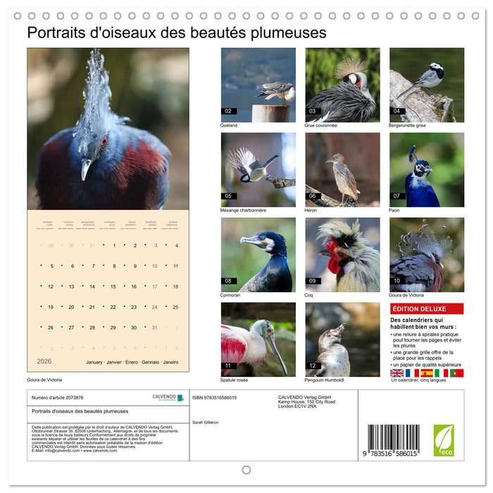 Portraits d'oiseaux des beautés plumeuses (CALVENDO Calendrier mensuel 2026)