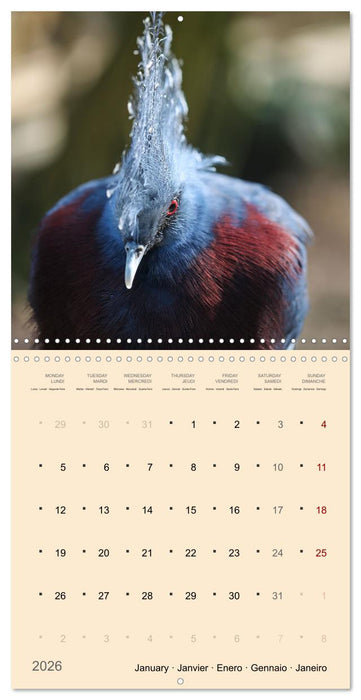 Portraits d'oiseaux des beautés plumeuses (CALVENDO Calendrier mensuel 2026)