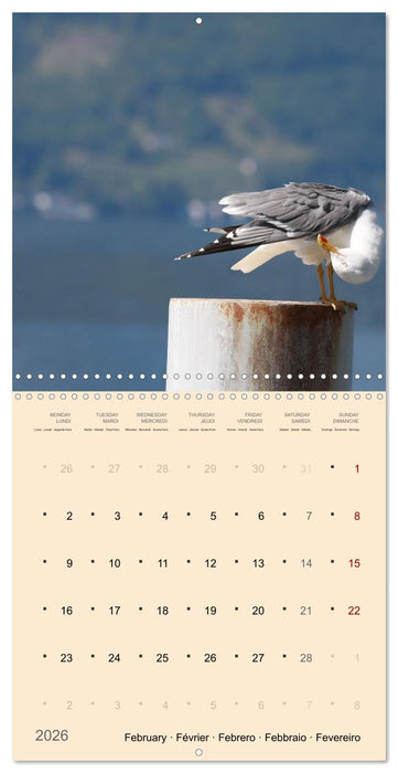 Portraits d'oiseaux des beautés plumeuses (CALVENDO Calendrier mensuel 2026)
