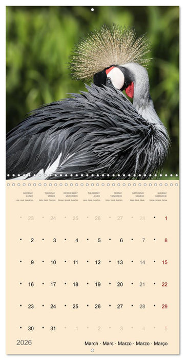 Portraits d'oiseaux des beautés plumeuses (CALVENDO Calendrier mensuel 2026)