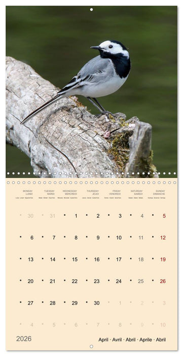 Portraits d'oiseaux des beautés plumeuses (CALVENDO Calendrier mensuel 2026)