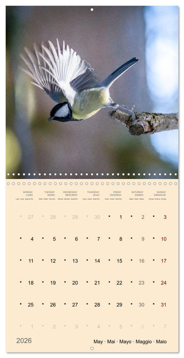 Portraits d'oiseaux des beautés plumeuses (CALVENDO Calendrier mensuel 2026)