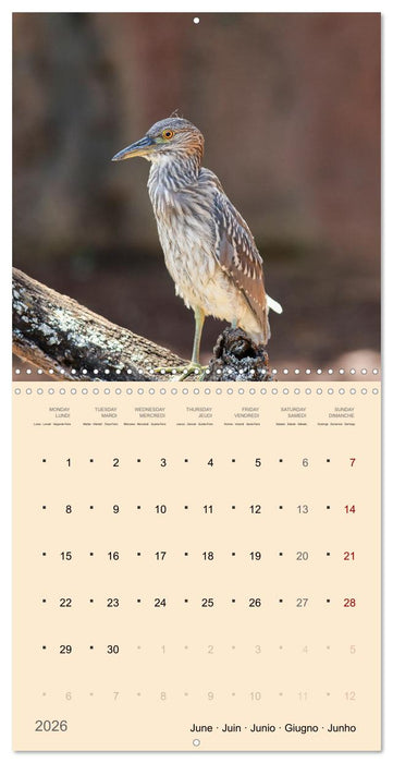 Portraits d'oiseaux des beautés plumeuses (CALVENDO Calendrier mensuel 2026)